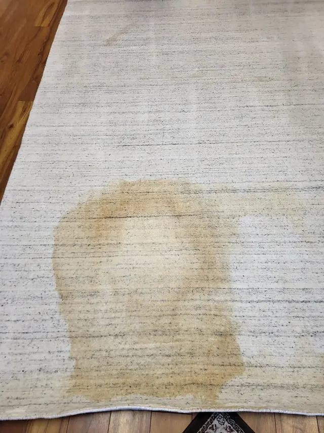 First Impressions Carpet, Tile & Oriental Rug Cleaning — photo from the business 5