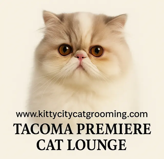 Tacoma Cat Grooming Kitty City — photo from the business 1