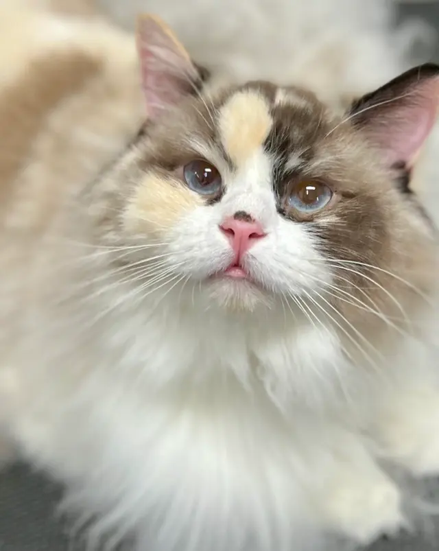 Tacoma Cat Grooming Kitty City — photo from the business 2