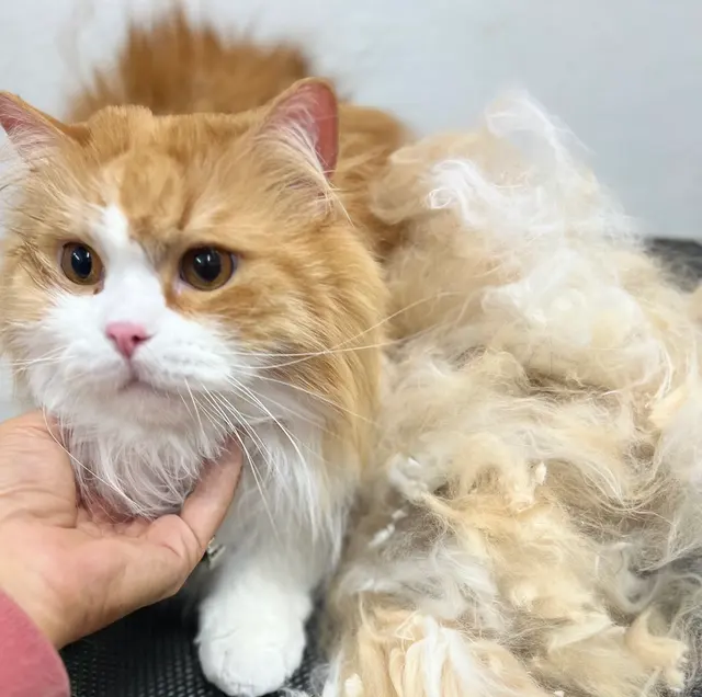 Tacoma Cat Grooming Kitty City — photo from the business 4