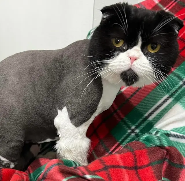 Tacoma Cat Grooming Kitty City — photo from the business 10