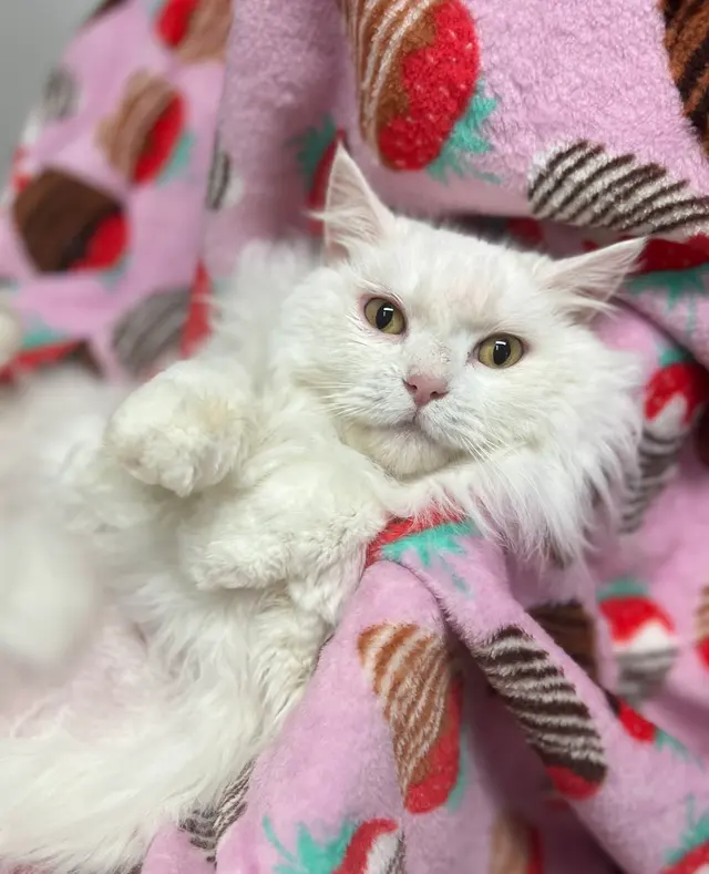 Tacoma Cat Grooming Kitty City — photo from the business 12