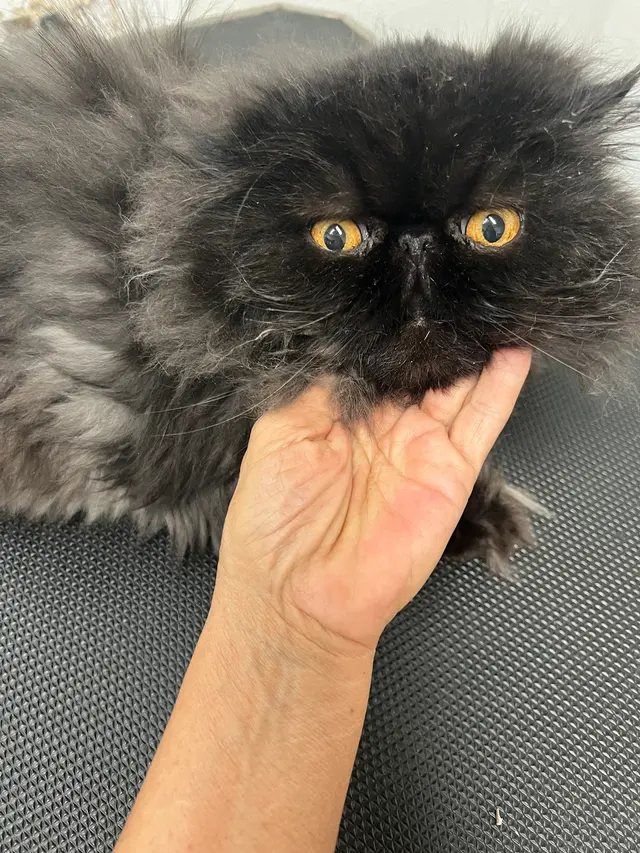 Customer photo of work by Tacoma Cat Grooming Kitty City, from jessica dransfield's review
