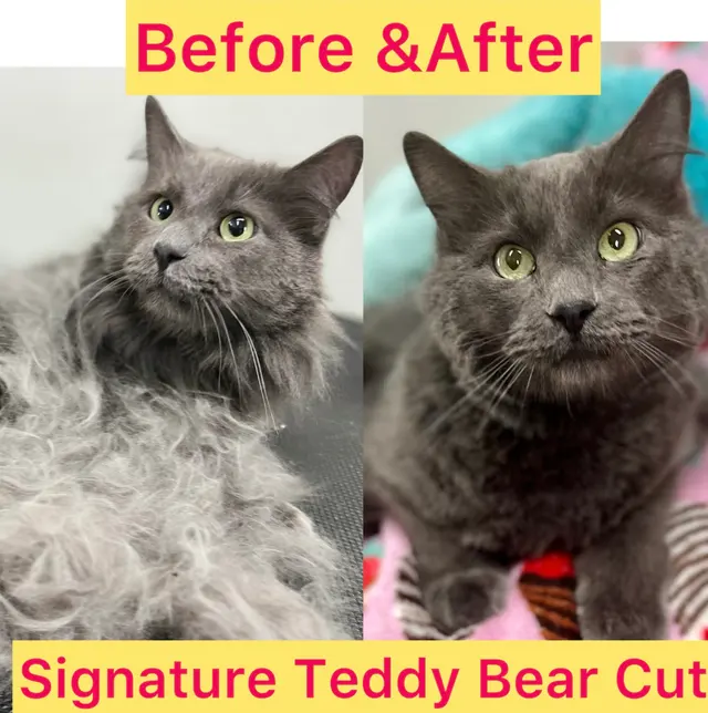 Tacoma Cat Grooming Kitty City — photo from the business 3