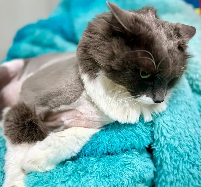 Tacoma Cat Grooming Kitty City — photo from the business 11