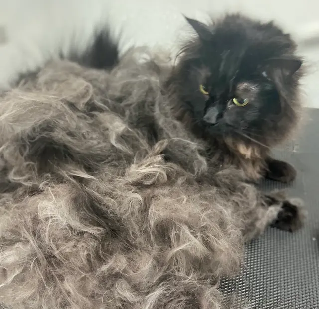 Tacoma Cat Grooming Kitty City — customer photo 5