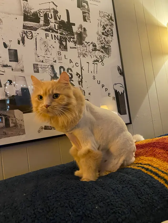 Tacoma Cat Grooming Kitty City — customer photo 6