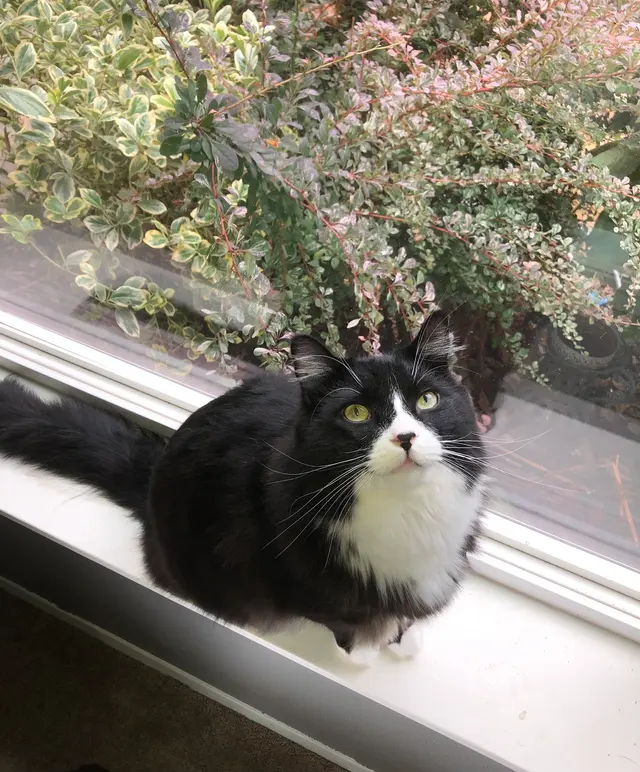 Tacoma Cat Grooming Kitty City — customer photo 9