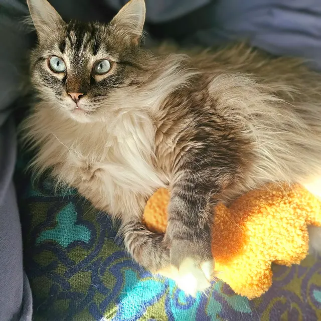 Tacoma Cat Grooming Kitty City — customer photo 7
