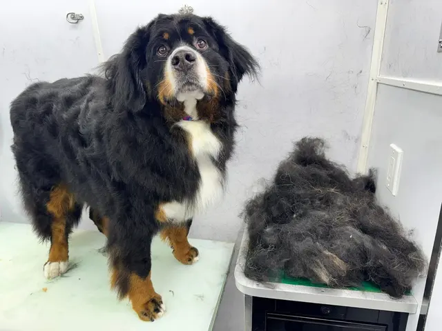Paws On Time Mobile Grooming — photo from the business 9