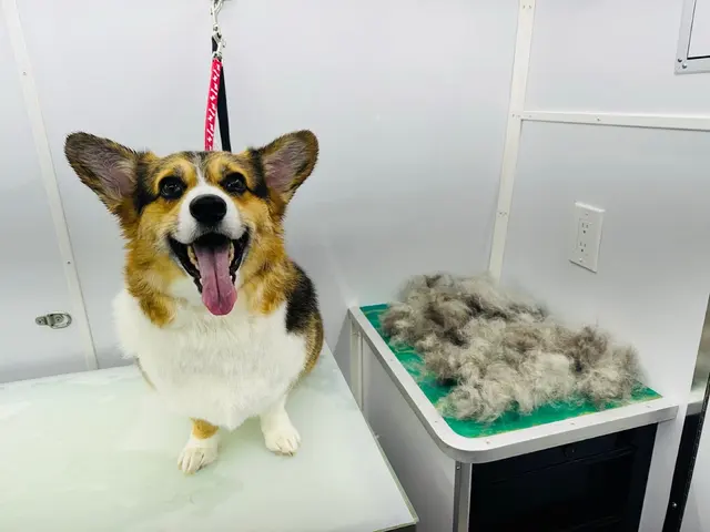 Customer photo of work by Paws On Time Mobile Grooming, from Dakota McClain's review