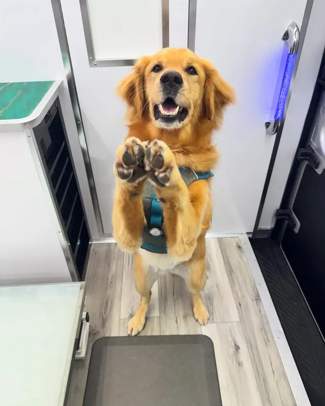 Paws On Time Mobile Grooming — photo from the business 3