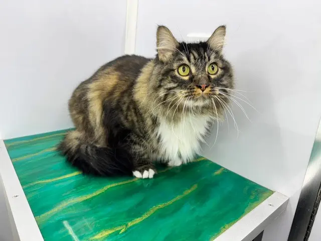 Paws On Time Mobile Grooming — photo from the business 7