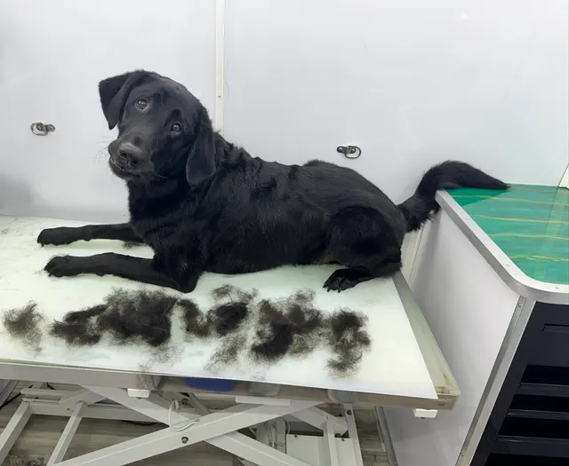 Customer photo of work by Paws On Time Mobile Grooming, from Lynne Vea's review