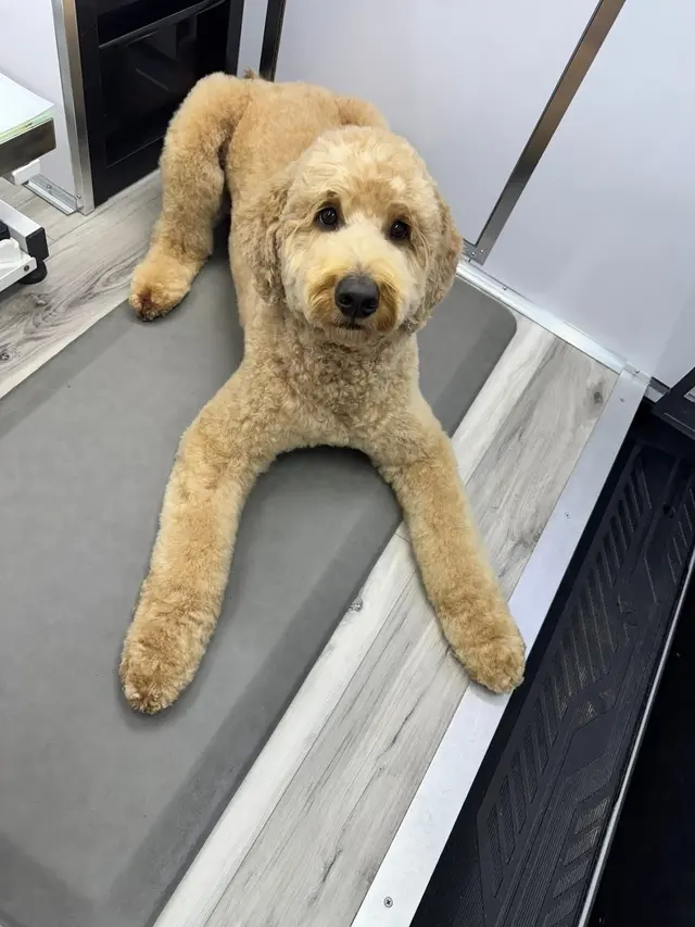 Paws On Time Mobile Grooming — photo from the business 10