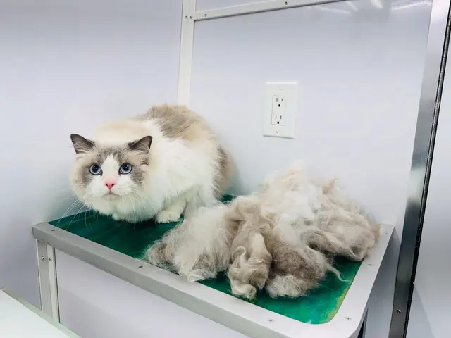 Paws On Time Mobile Grooming — photo from the business 2