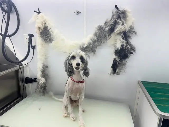 Paws On Time Mobile Grooming — customer photo 4