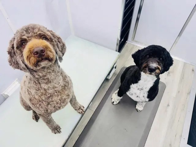 Paws On Time Mobile Grooming — photo from the business 11