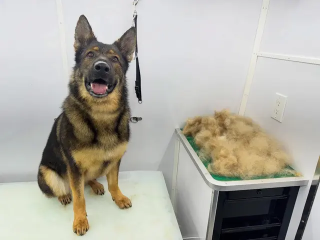 Paws On Time Mobile Grooming — photo from the business 8