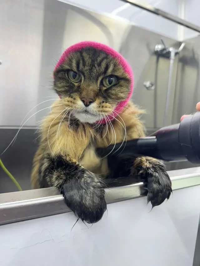 Paws On Time Mobile Grooming — photo from the business 6