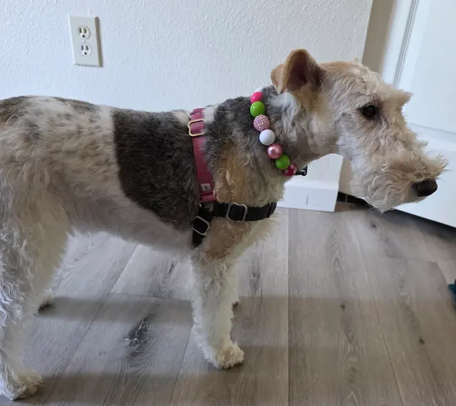 Spotted Dog Pet Grooming — customer photo 7