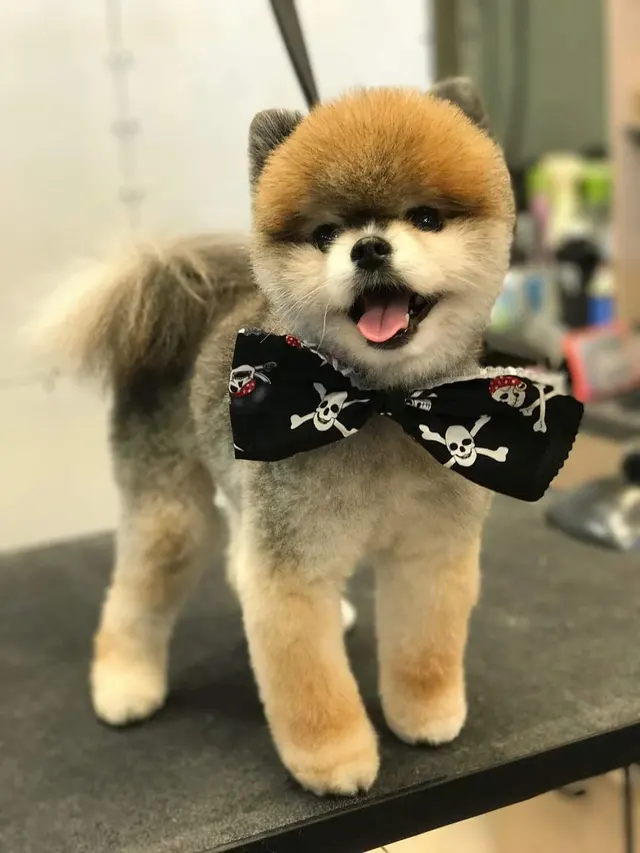 Spotted Dog Pet Grooming — photo from the business 10