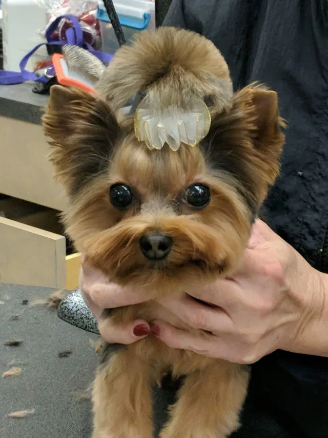 Spotted Dog Pet Grooming — photo from the business 9