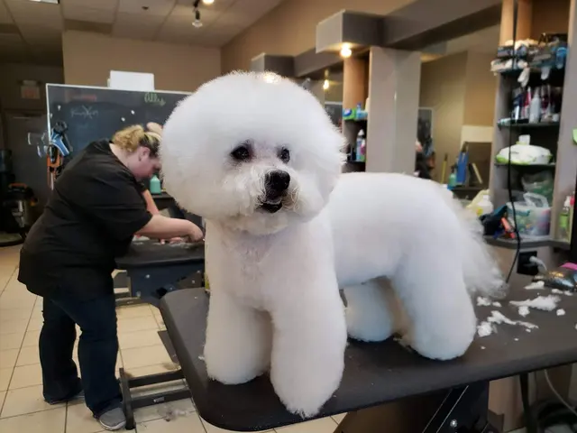 Spotted Dog Pet Grooming — photo from the business 4