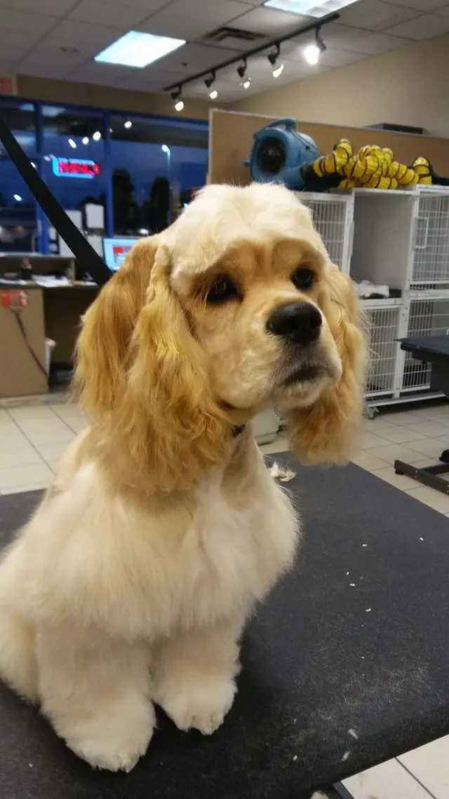 Spotted Dog Pet Grooming — photo from the business 12
