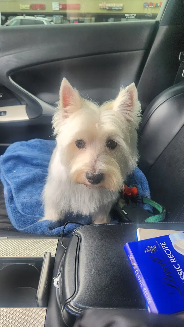 Spotted Dog Pet Grooming — customer photo 6