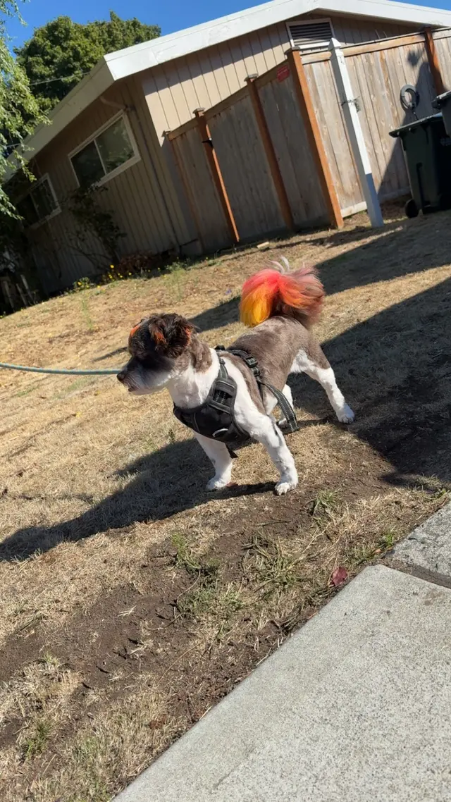 Spotted Dog Pet Grooming — customer photo 5