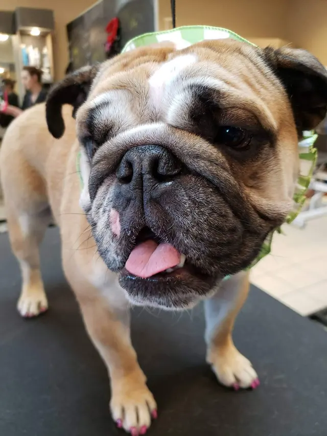 Spotted Dog Pet Grooming — photo from the business 11