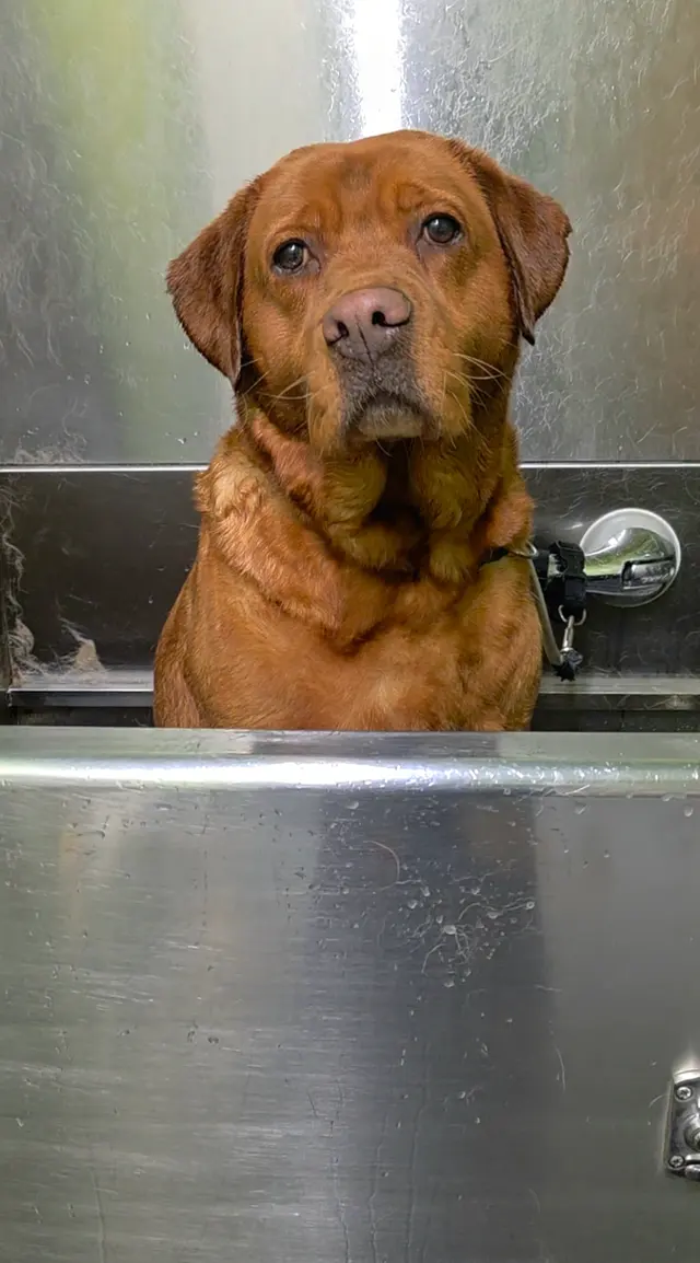 Lesha's Dog & Cat Grooming — photo from the business 12