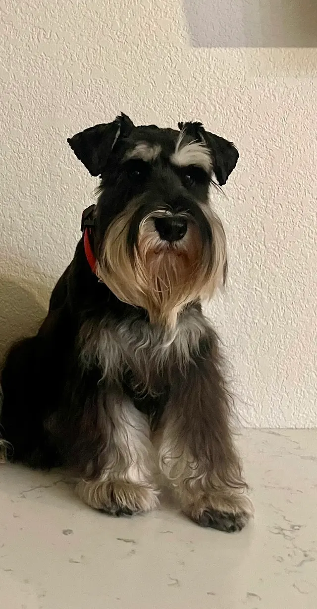 Lesha's Dog & Cat Grooming — customer photo 6