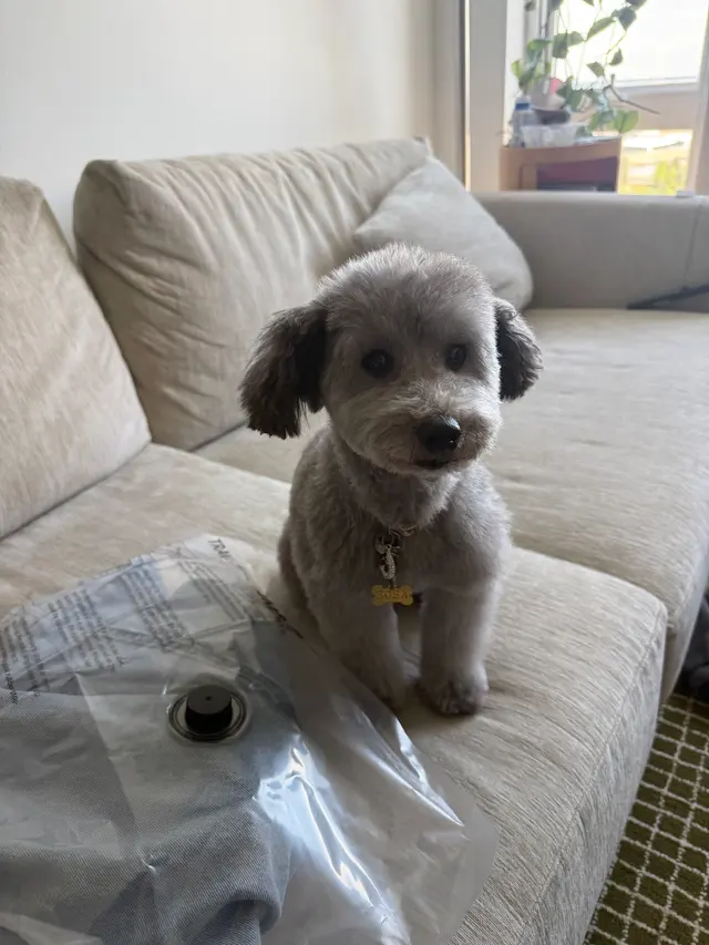 Customer photo of work by Lesha's Dog & Cat Grooming, from Alex's review