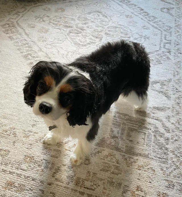 Lesha's Dog & Cat Grooming — customer photo 5