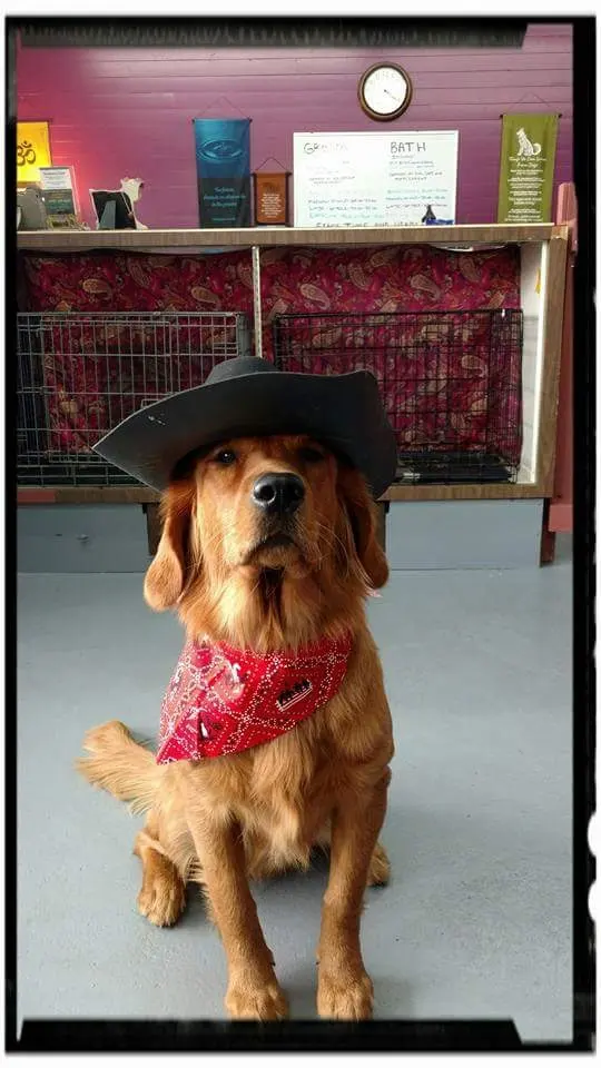 Lesha's Dog & Cat Grooming — customer photo 11