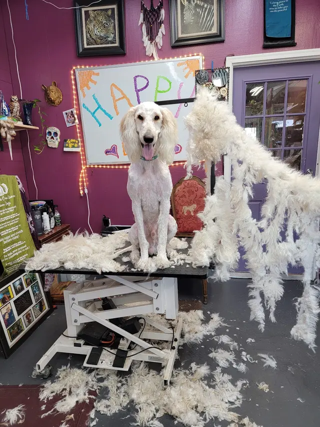 Lesha's Dog & Cat Grooming — photo from the business 9