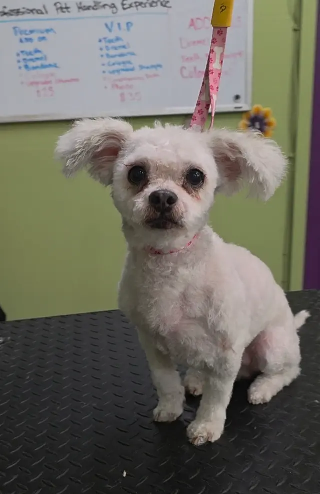 Lesha's Dog & Cat Grooming — photo from the business 3
