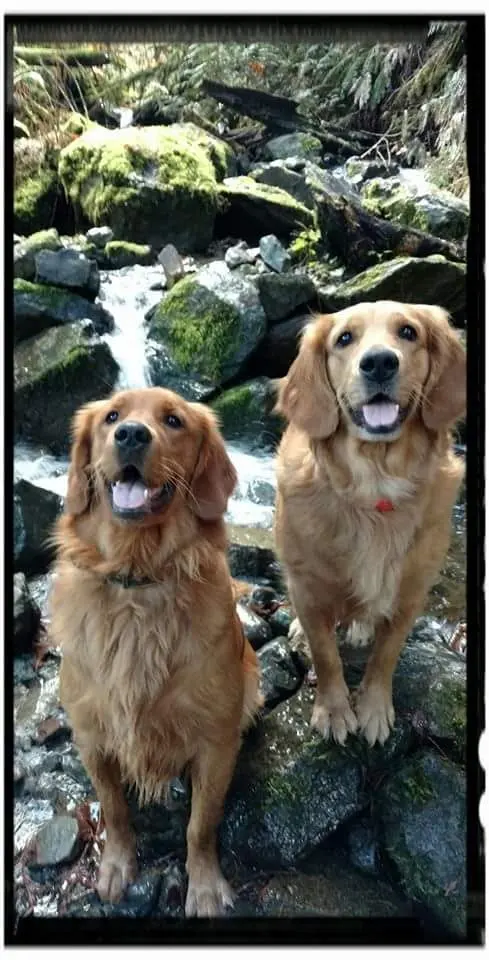 Lesha's Dog & Cat Grooming — customer photo 7