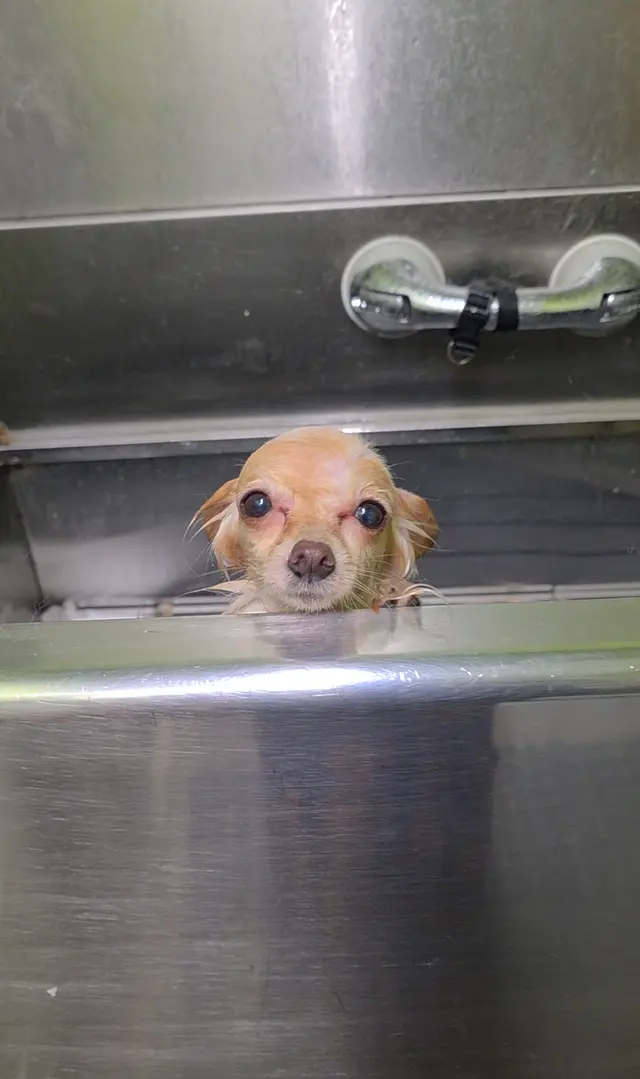 Lesha's Dog & Cat Grooming — photo from the business 2