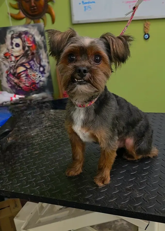 Lesha's Dog & Cat Grooming — photo from the business 4