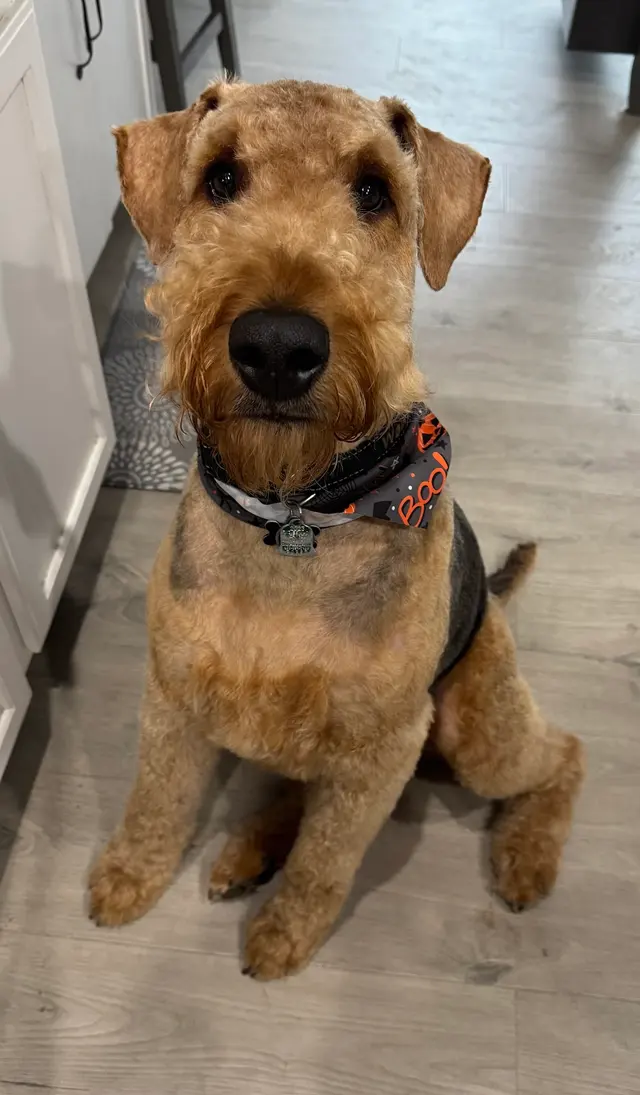 Groom Patrol mobile pet grooming — customer photo 7