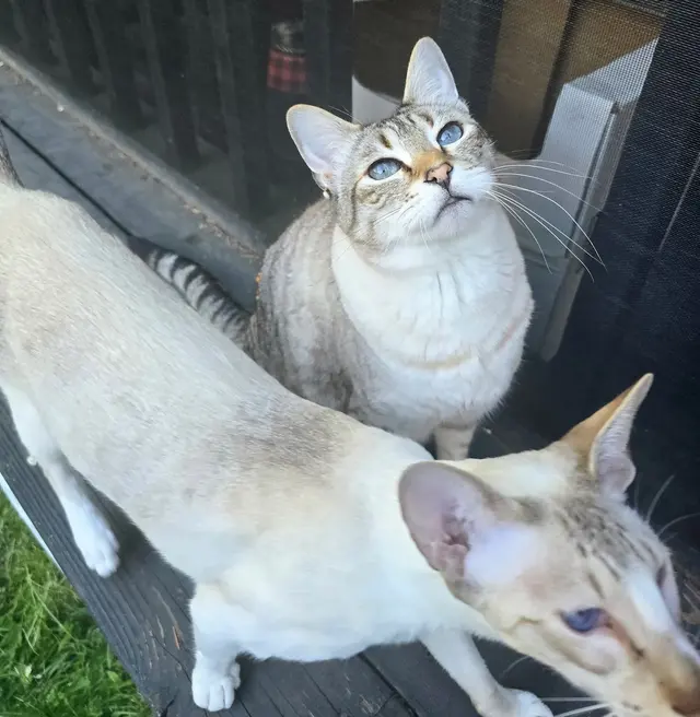 Groom Patrol mobile pet grooming — customer photo 9