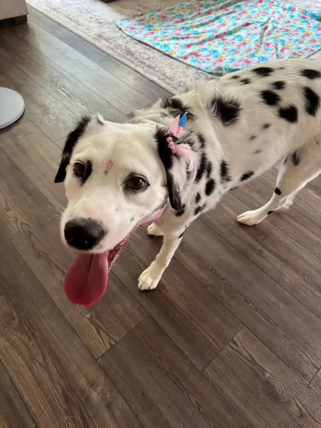 Customer photo of work by Groom Patrol mobile pet grooming, from Caylee Talon's review