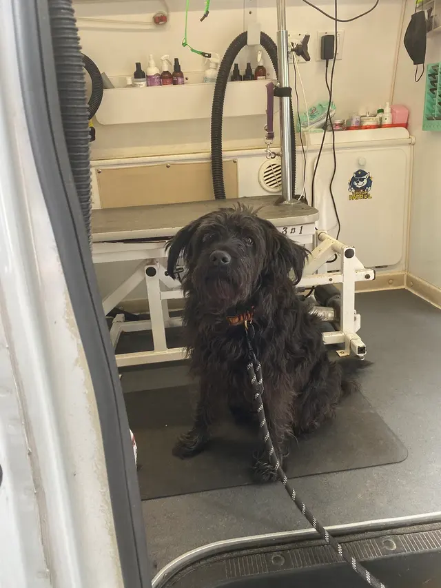 Customer photo of work by Groom Patrol mobile pet grooming, from E.S. Briggs's review