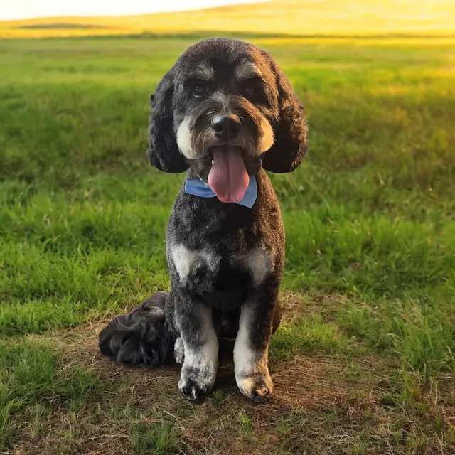 Groom Patrol mobile pet grooming — photo from the business 10