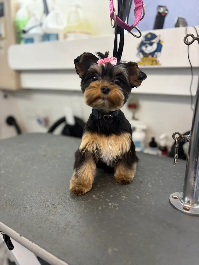 Groom Patrol mobile pet grooming — photo from the business 12