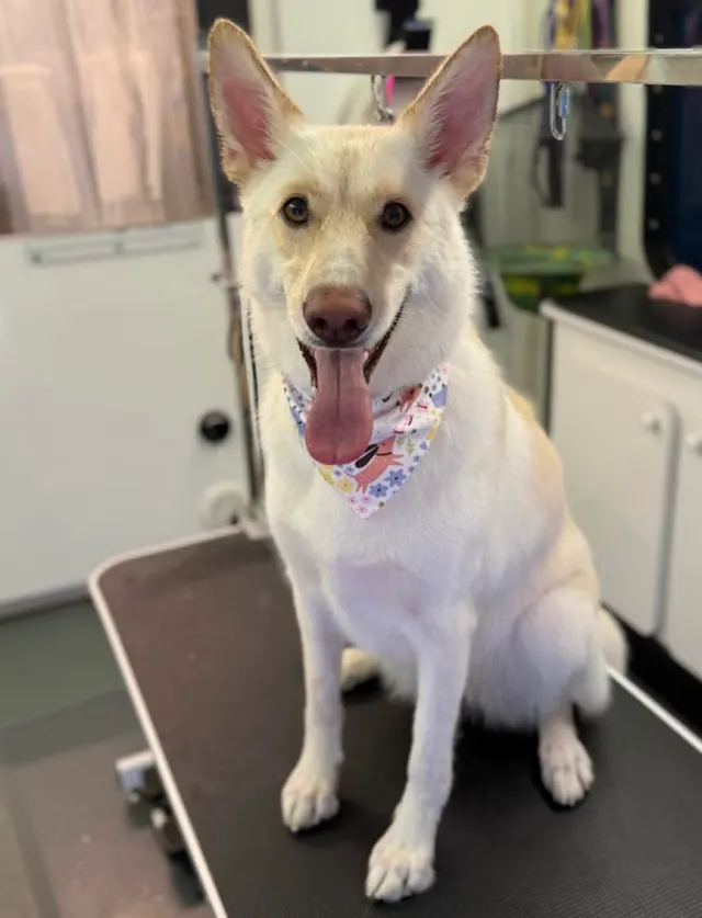 Groom Patrol mobile pet grooming — customer photo 5