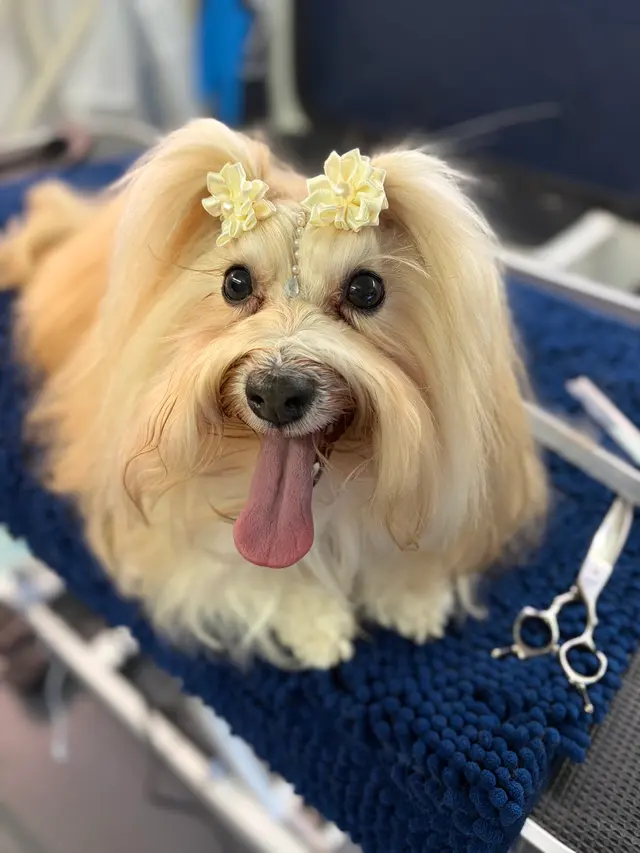 Groom Patrol mobile pet grooming — photo from the business 4